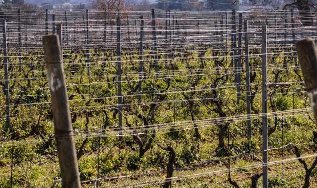 Vino: in Puglia c' anche quello 